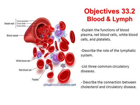Objectives 33.2 Blood & Lymph