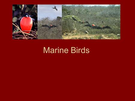 Marine Birds Physical Adaptations for the sea: Wing Shape –Long/slim = pelagic, months of flying –Short wings = diving Feathers –Water-repellent feathers.