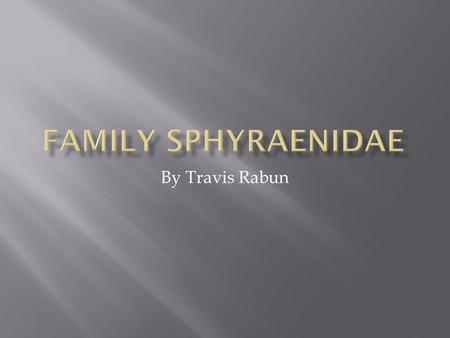 By Travis Rabun.  Class Osteichthyes  Order Perciformes  Family Sphyraenidae  Sphyraena barracuda– The Great Barracuda.