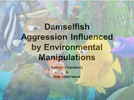 Damselfish Aggression Influenced by Environmental Manipulations Kathryn Chanaberry & Katy Underwood.