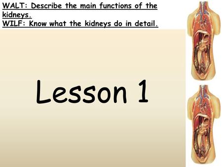 WALT: Describe the main functions of the kidneys. WILF: Know what the kidneys do in detail. Lesson 1.