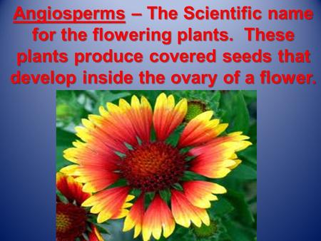 Angiosperms – The Scientific name for the flowering plants. These plants produce covered seeds that develop inside the ovary of a flower.