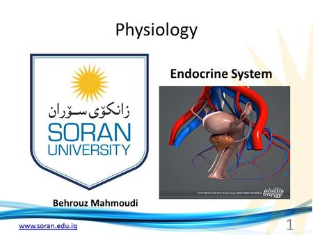 Www.soran.edu.iq Physiology Behrouz Mahmoudi Endocrine System 1.