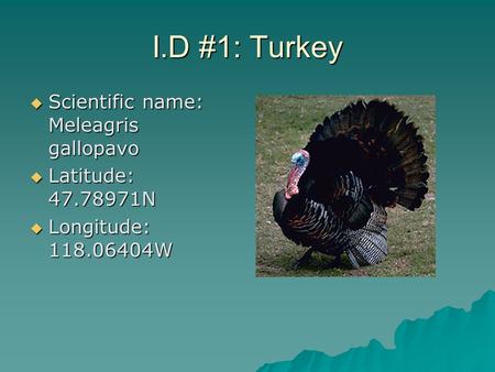 I.D #1: Turkey  Scientific name: Meleagris gallopavo  Latitude: 47.78971N  Longitude: 118.06404W.