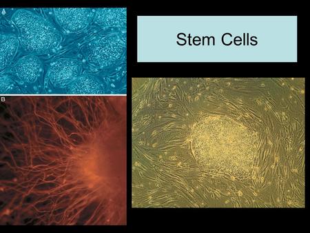 Stem Cells. Cell Differentiation and Stem Cells Major Topics for Discussion: 1) What are Stem Cells? 2) What are the major types of Stem Cells and where.