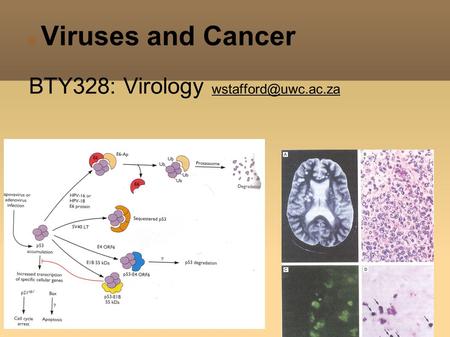 Viruses and Cancer BTY328: Virology