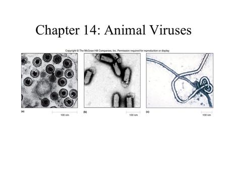 Chapter 14: Animal Viruses