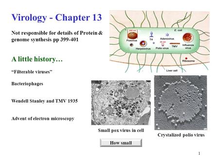 1 Virology - Chapter 13 Not responsible for details of Protein & genome synthesis pp 399-401 A little history… “Filterable viruses” Bacteriophages Wendell.