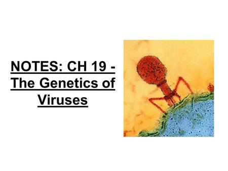 NOTES: CH 19 - The Genetics of Viruses. Overview: Microbial Model Systems ● Viruses called bacteriophages can infect and set in motion a genetic takeover.