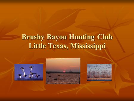 Brushy Bayou Hunting Club Little Texas, Mississippi
