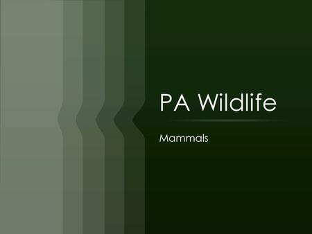 PA Wildlife Mammals.