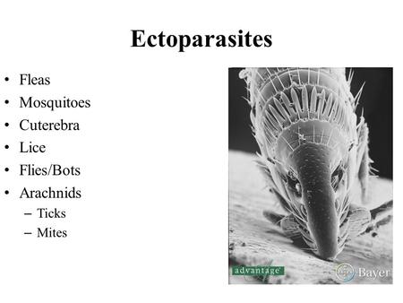 Ectoparasites Fleas Mosquitoes Cuterebra Lice Flies/Bots Arachnids – Ticks – Mites.