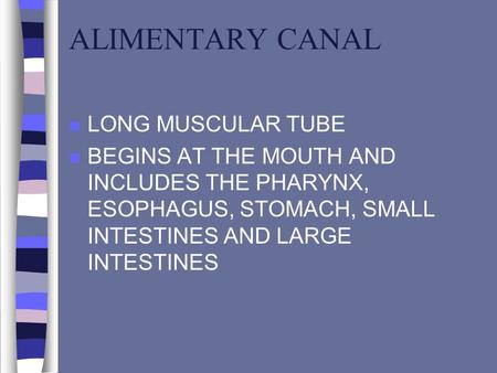 ALIMENTARY CANAL n LONG MUSCULAR TUBE n BEGINS AT THE MOUTH AND INCLUDES THE PHARYNX, ESOPHAGUS, STOMACH, SMALL INTESTINES AND LARGE INTESTINES.