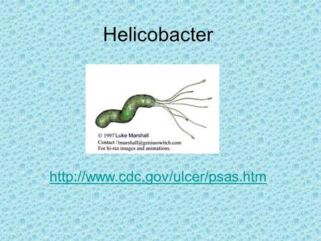 Helicobacter  First one discovered in 1983 by Drs. Barry Marshall and J. Robin Warren Originally classified as a Campylobacter.