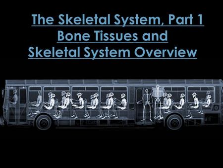 The Skeletal System, Part 1 Bone Tissues and Skeletal System Overview