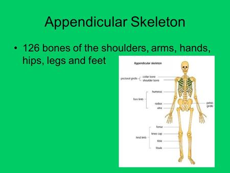 Appendicular Skeleton 126 bones of the shoulders, arms, hands, hips, legs and feet.