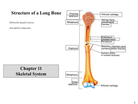 1 Structure of a Long Bone Define the boxed in terms. Also define trabeculae: Chapter 11 Skeletal System.