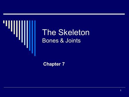 The Skeleton Bones & Joints