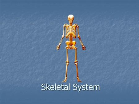 Skeletal System. Skeletal Functions 1. Provides shape and support. 2. Enables us to move. 3. Protects your internal organs. 4. Produces blood cells. 5.