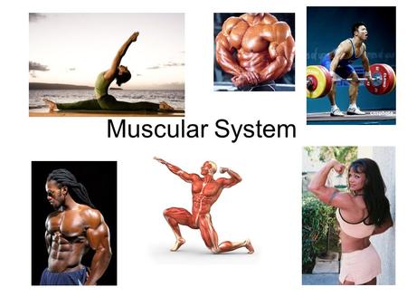 Muscular System. Functions of Muscle Tissue 1. Body Movement 2. Stabilizing body positions/posture 3. Storing and moving substances within the body 4.