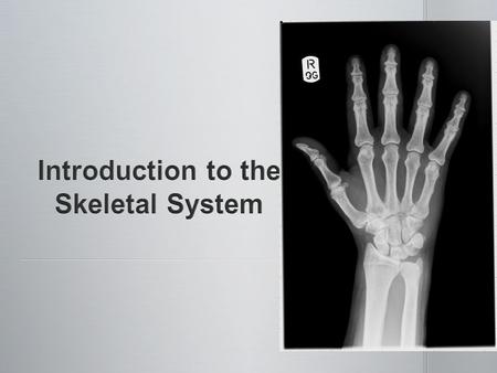 The skeletal system includes: The skeletal system includes: bones of the skeleton bones of the skeleton cartilages, ligaments and other stabilizing connective.