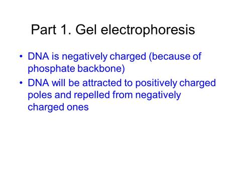 Part 1. Gel electrophoresis DNA is negatively charged (because of phosphate backbone) DNA will be attracted to positively charged poles and repelled from.