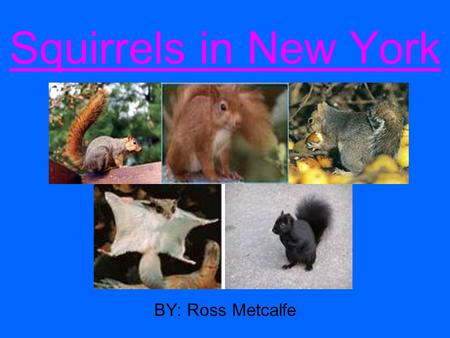 Squirrels in New York BY: Ross Metcalfe. Every variety of squirrel can be found all over the northeast. Mahopac alone is home to the grey squirrel, black.