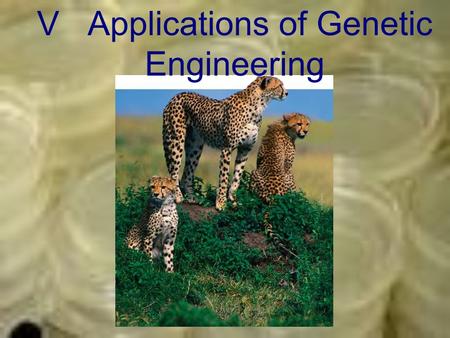 V Applications of Genetic Engineering. A. Transgenic Organisms –Transgenic Organisms An organism described as transgenic, contains genes from other species.
