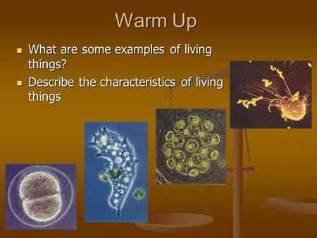 Warm Up What are some examples of living things?
