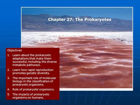 Chapter 27: The Prokaryotes Objectives 1.Learn about the prokaryotic adaptations that make them successful, including the diverse metabolic pathways. 2.Learn.