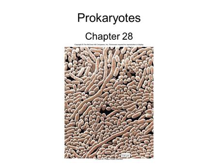 Prokaryotes Chapter 28. Prokaryotic Diversity Oldest, structurally simplest, and most abundant forms of life Abundant for over a billion years before.