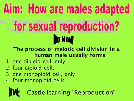 The process of meiotic cell division in a human male usually forms