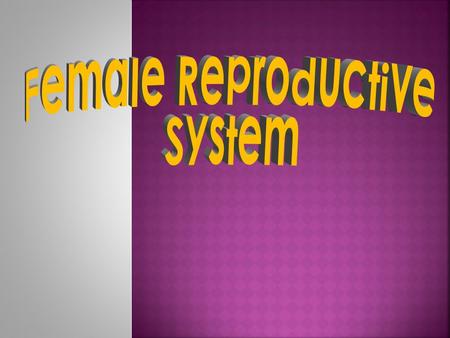 Female Reproductive System.