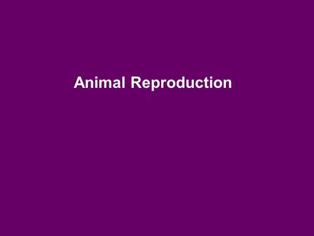 Animal Reproduction. a female is born with about 2 million primary oocytes (pre-eggs) in her ovaries by the time she is 7 years old, only approx. 300.