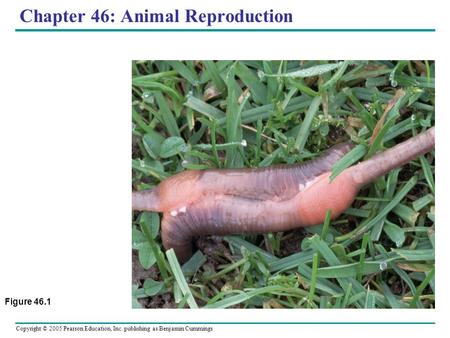 Chapter 46: Animal Reproduction