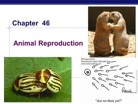 AP Biology 2005-2006 Animal Reproduction Chapter 46.