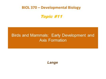Birds and Mammals: Early Development and Axis Formation Lange BIOL 370 – Developmental Biology Topic #11.