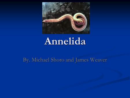 Annelida By. Michael Shoro and James Weaver. Phylum: Annelida Annelida or more commonly known as ringed worms, contain leeches, earthworms, marine worms.