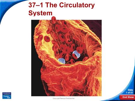 End Show Slide 1 of 51 Copyright Pearson Prentice Hall 37–1 The Circulatory System.