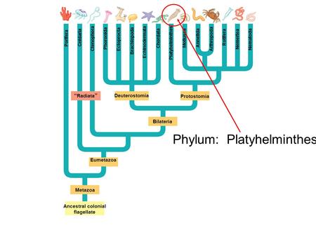 Phylum: Platyhelminthes