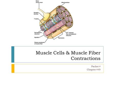Muscle Cells & Muscle Fiber Contractions