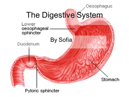The Digestive System By Sofia.