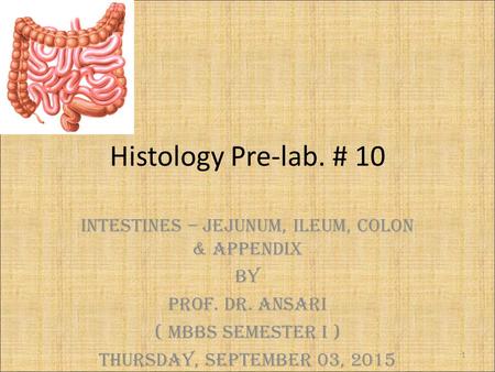 Histology Pre-lab. # 10 Intestines – Jejunum, Ileum, Colon & Appendix By Prof. Dr. Ansari ( MBBS semester I ) Thursday, September 03, 2015 1.
