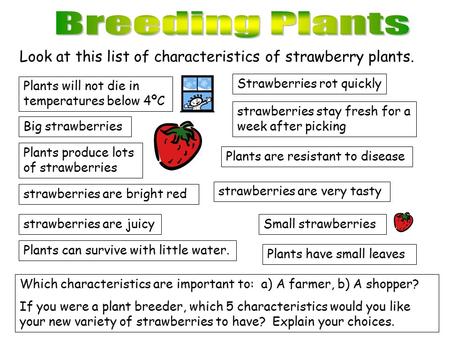 Look at this list of characteristics of strawberry plants. Plants will not die in temperatures below 4ºC Big strawberries Plants produce lots of strawberries.