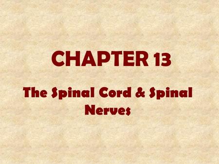1 CHAPTER 13 The Spinal Cord & Spinal Nerves. 2 INTRODUCTION Mediate reactions to environmental changes. Process reflexes Site for integration of EPSPs.