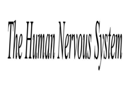 Your nervous system is broken down into two separate parts Your (CNS) or Central Nervous System And your (PNS) Peripheral Nervous System Your Spinal.