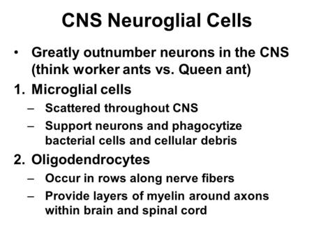 CNS Neuroglial Cells Greatly outnumber neurons in the CNS (think worker ants vs. Queen ant) 1.Microglial cells –Scattered throughout CNS –Support neurons.