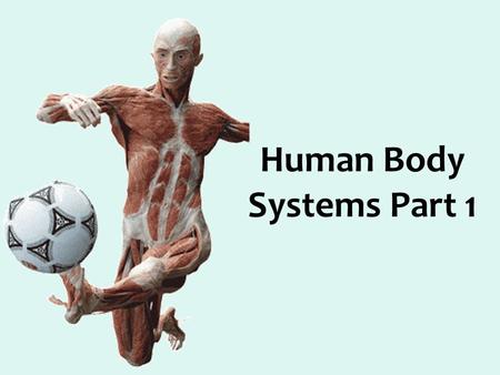 Human Body Systems Part 1. The levels of organization in the human body: