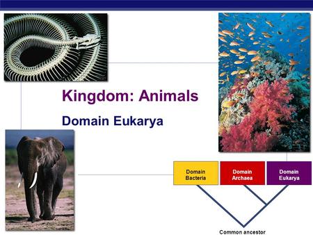 AP Biology 2007-2008 Domain Bacteria Domain Archaea Domain Eukarya Common ancestor Kingdom: Animals Domain Eukarya.