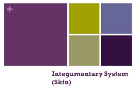 + Integumentary System (Skin). + Skin Functions Protects deeper tissues from: Mechanical damage (bumps) Chemical damage (acids and bases) Bacterial damage.